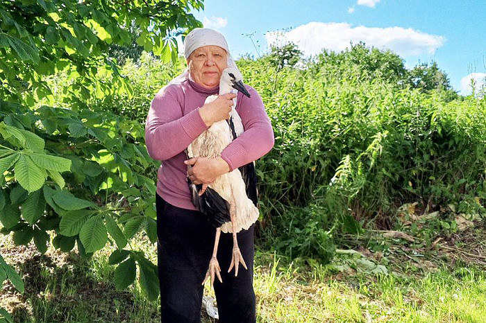 Председатель УИК Белевского района спасла аистят, пострадавших от стихии Председатель УИК Белевского района спасла аистят, пострадавших от стихии