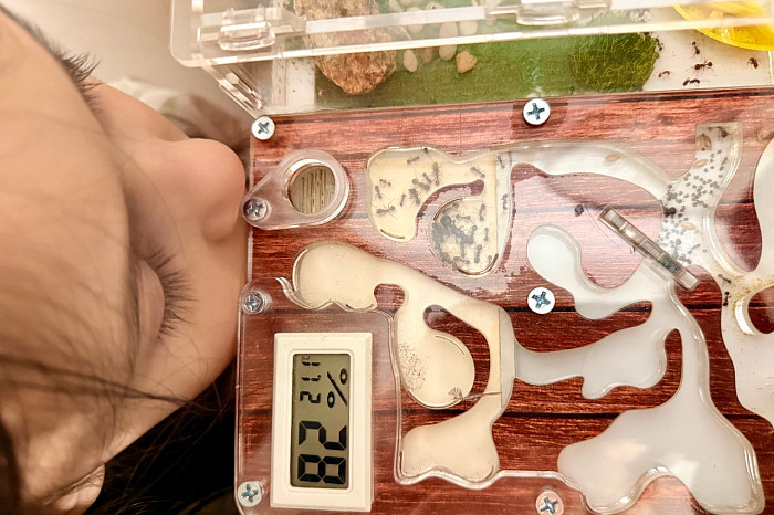 «Целое государство на столе»: как в квартире тулячки поселилась муравьиная ферма