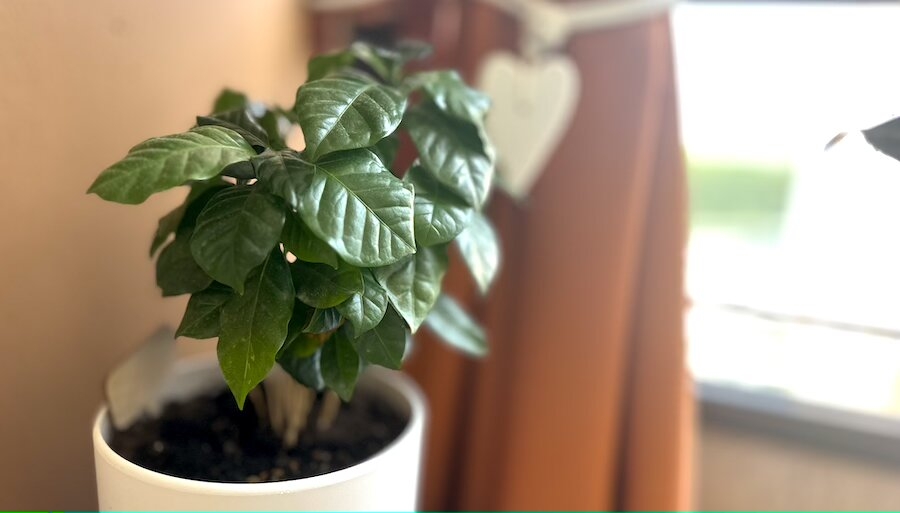 Кофейное дерево