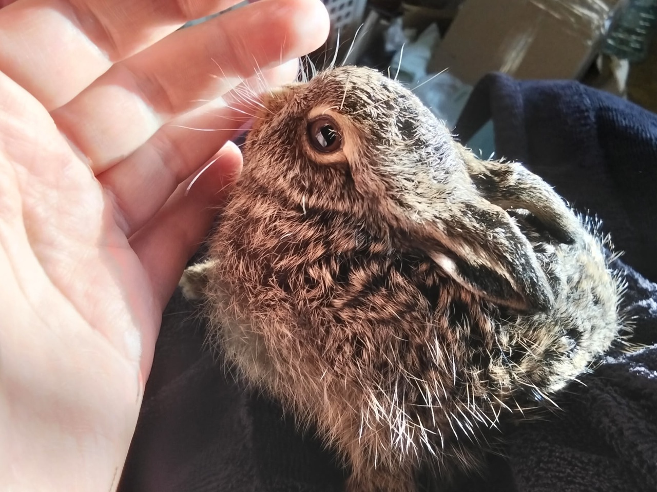 Фото: ВК/tabrisik