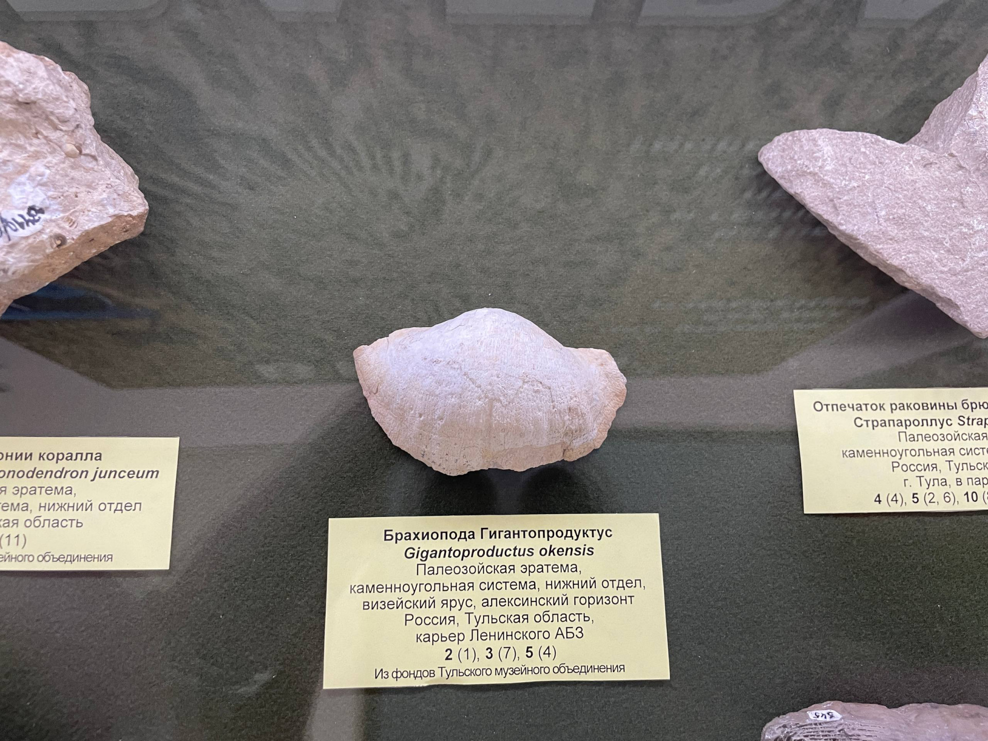 Фото: Тульская служба новостей