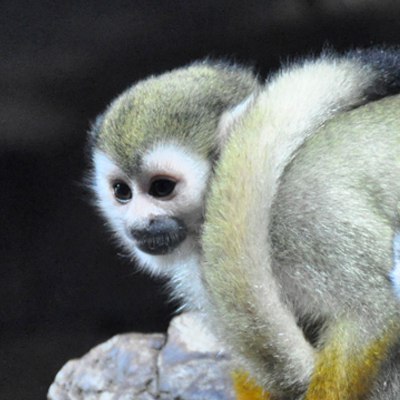 Беличьи саймири. Фото: Архив Тульского экзотариума, Татьяна Шаньшина