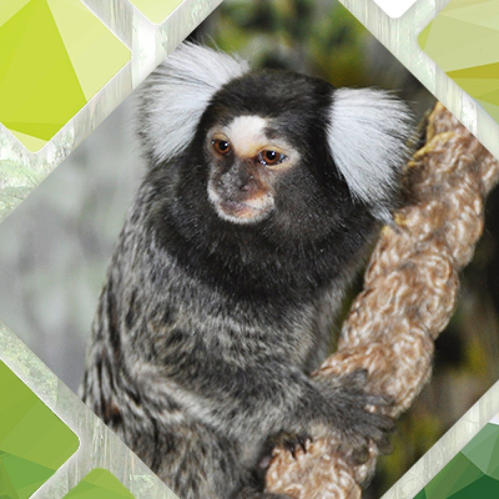 Обыкновенные (белоухие) игрунки. Фото: Архив Тульского экзотариума, Татьяна Шаньшина