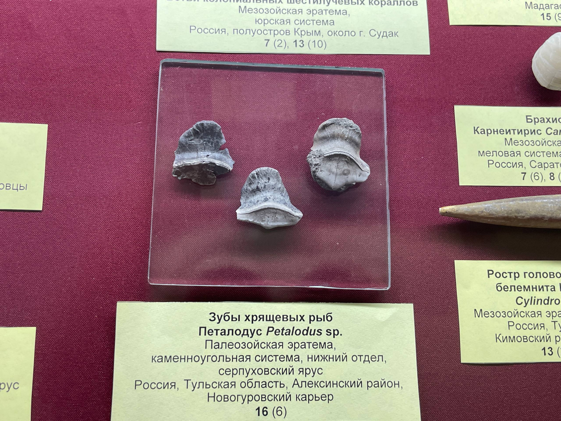 Фото: Тульская служба новостей