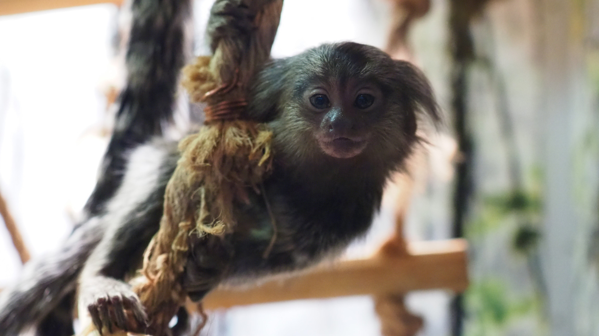 Обыкновенные (белоухие) игрунки. Фото: Архив Тульского экзотариума, Татьяна Шаньшина