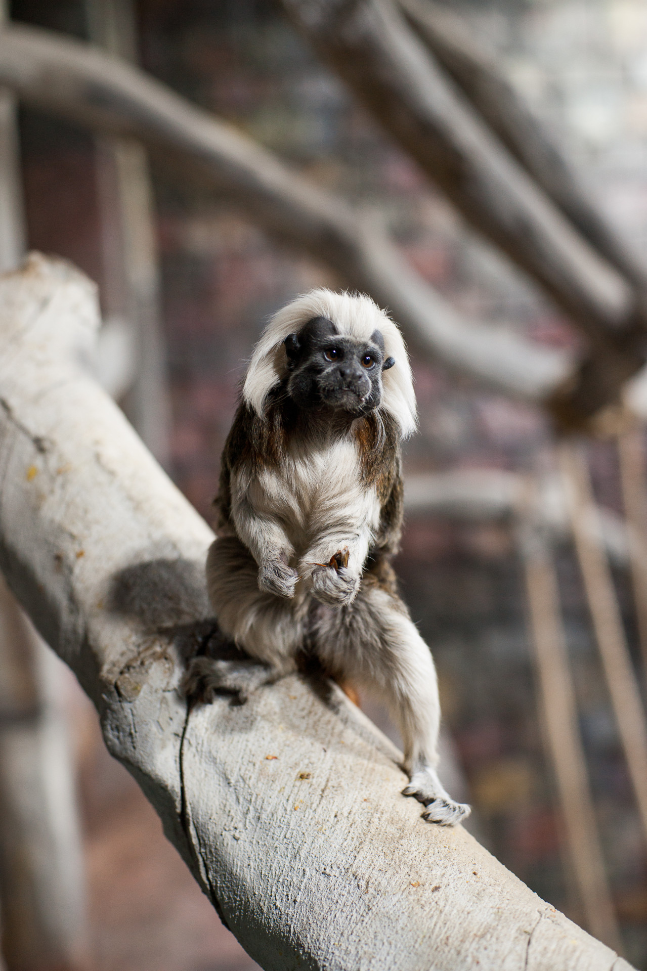 Эдимовы тамарины. Фото: Алена Акимова, Михаил Веревченко