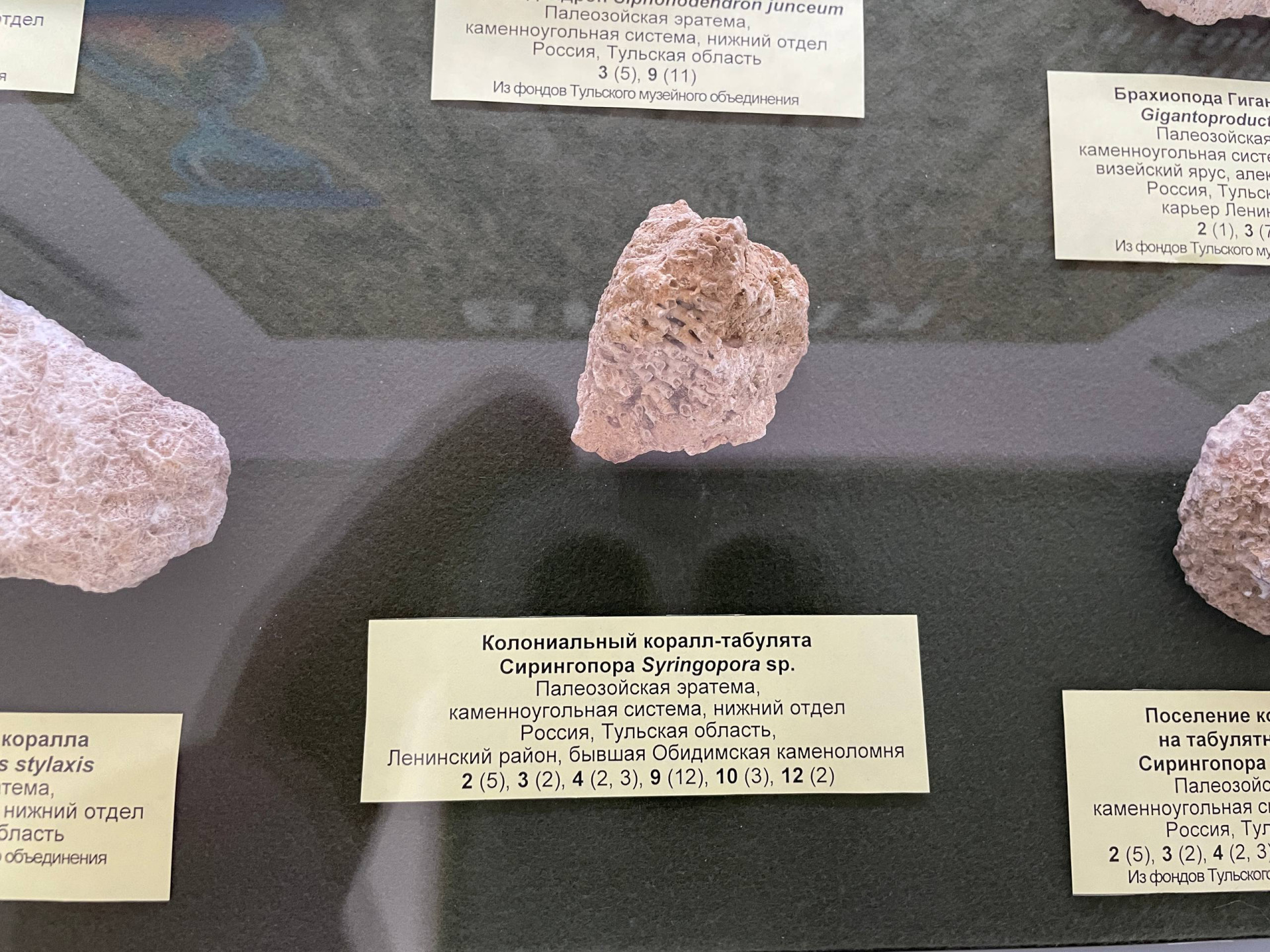 Фото: Тульская служба новостей