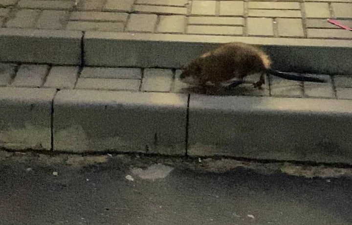 Тульская служба новостей