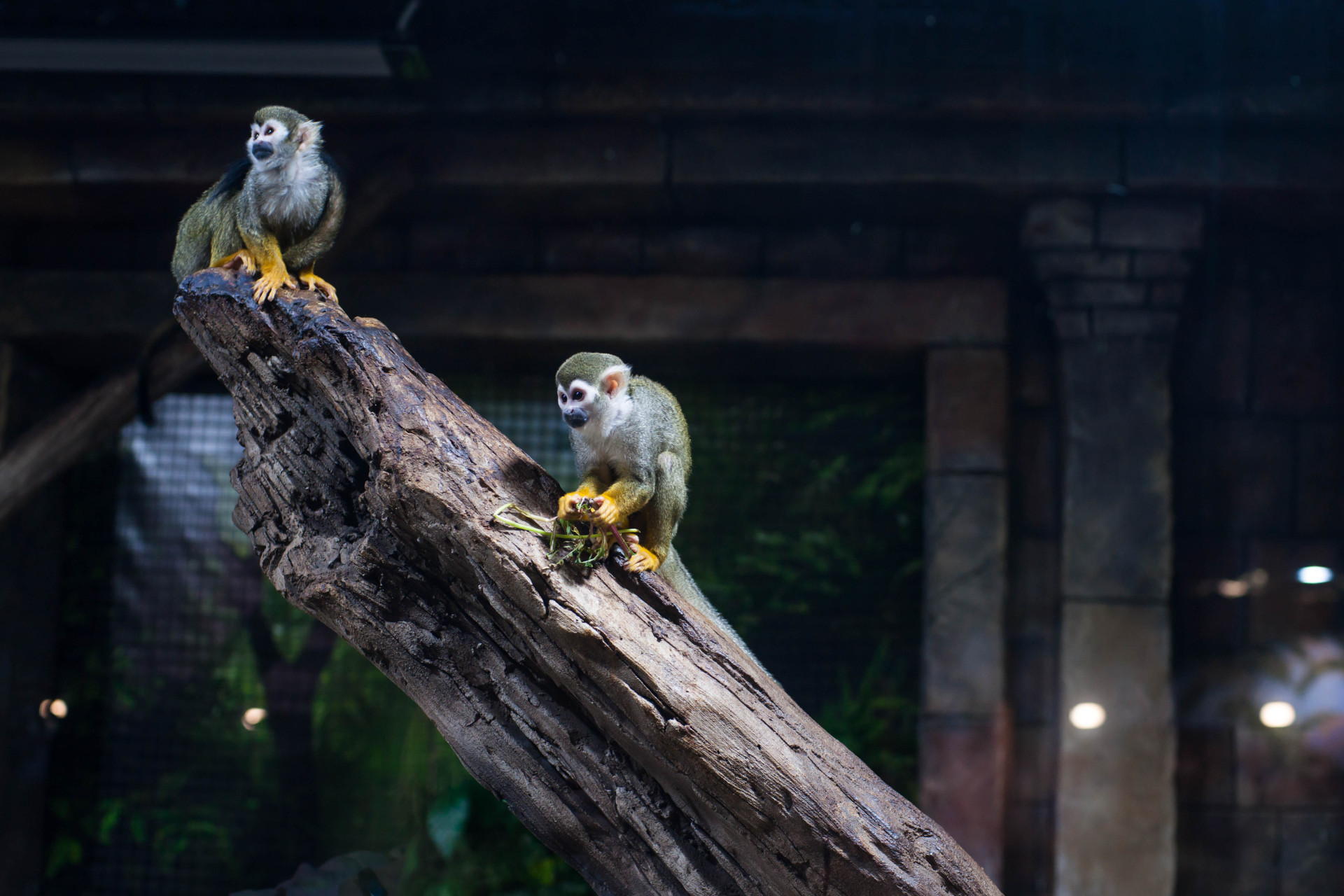 Беличьи саймири. Фото: Алена Акимова, Михаил Веревченко