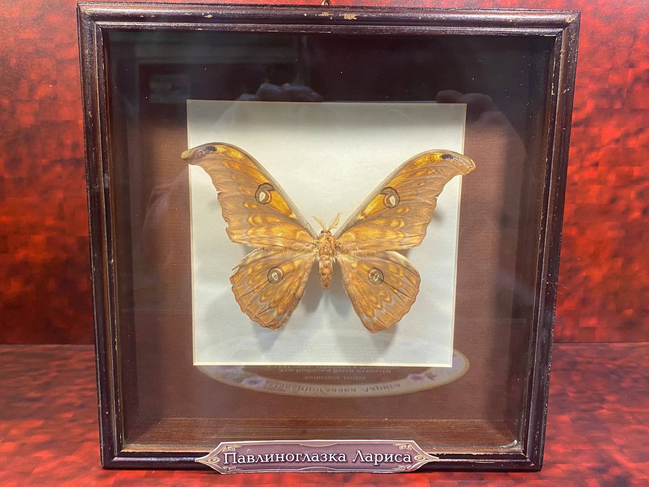 Фото: Тульская служба новостей