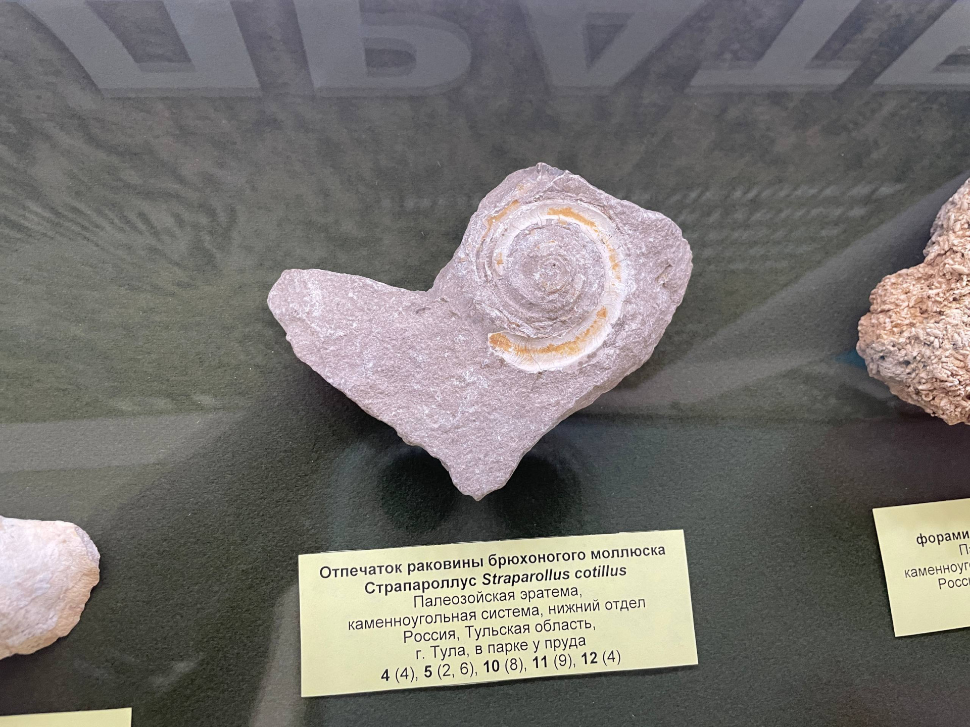 Фото: Тульская служба новостей