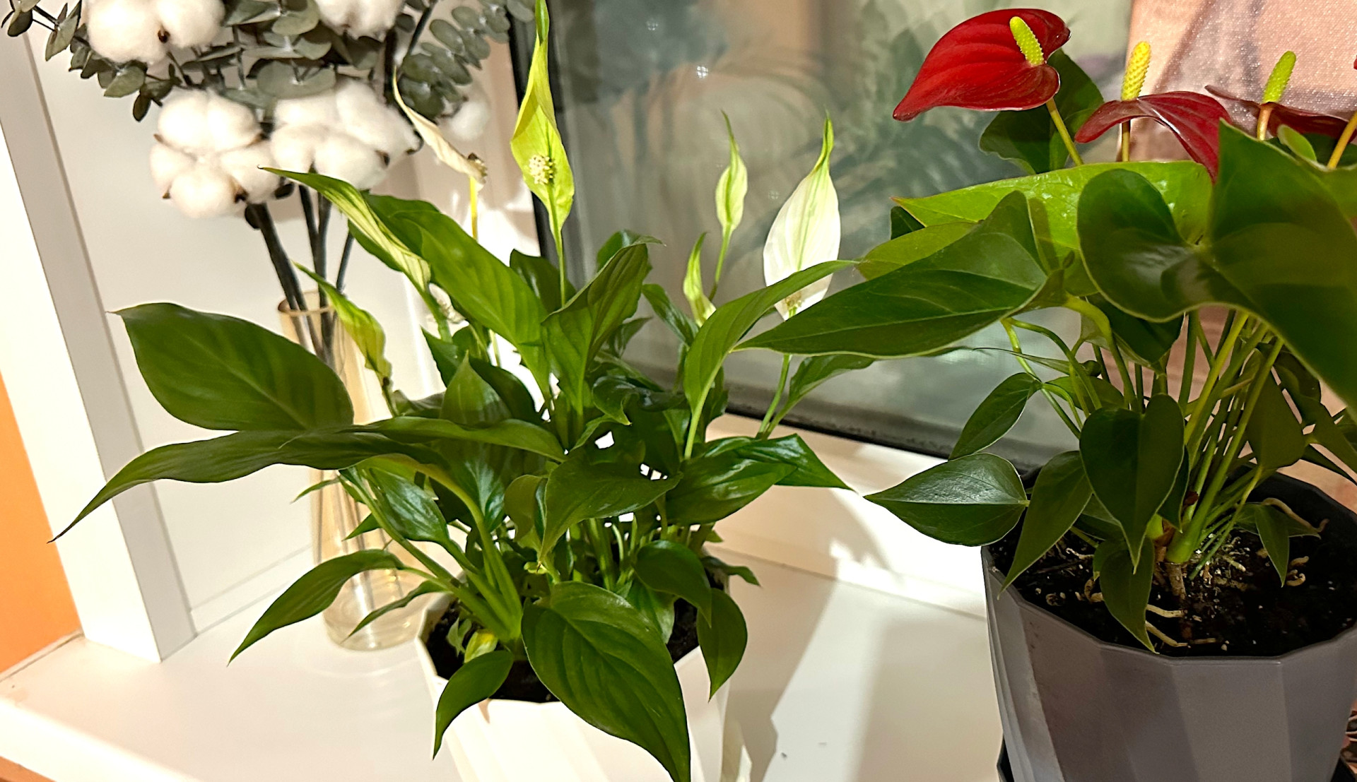  Спатифиллум и антуриум