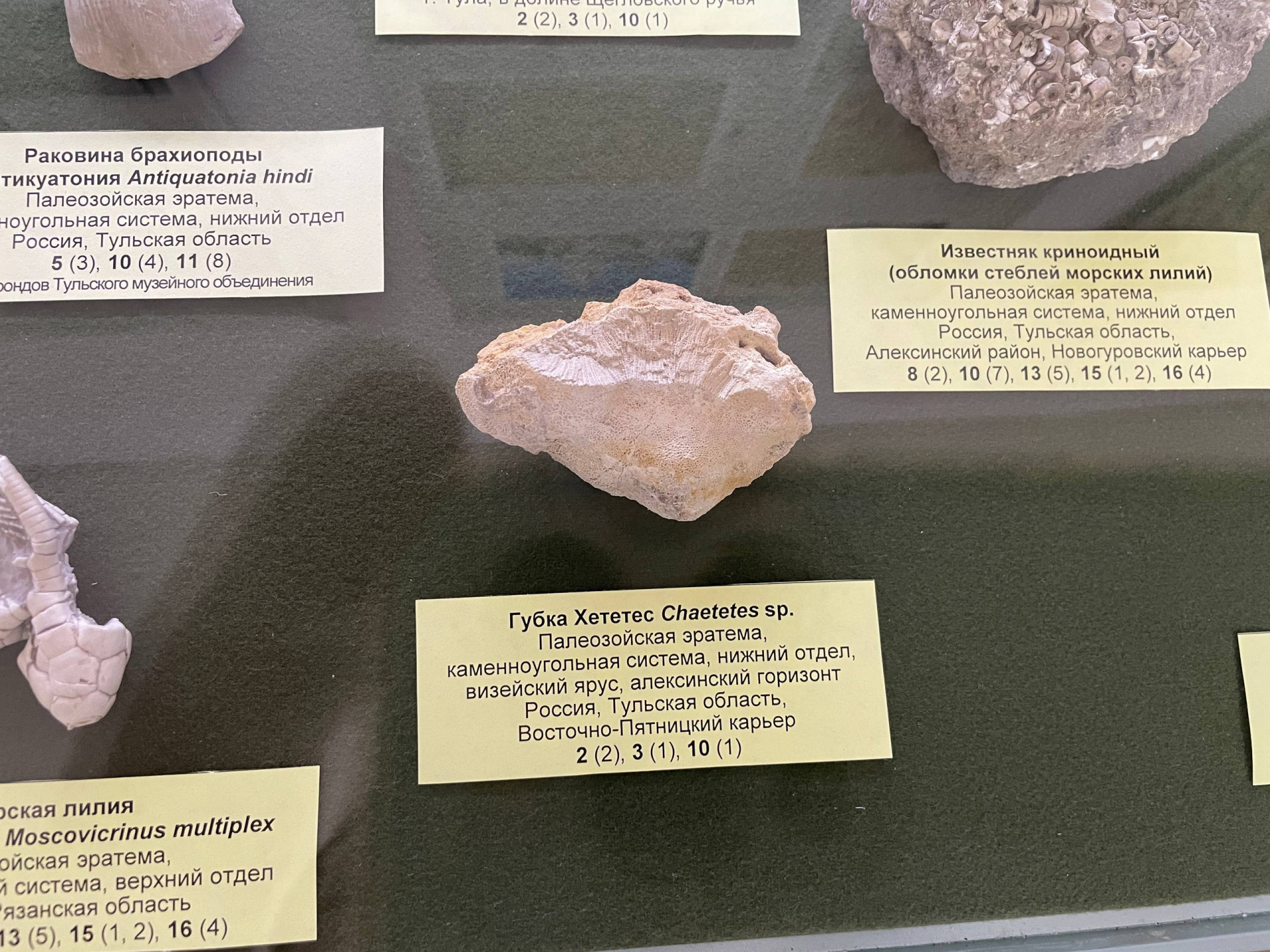 Фото: Тульская служба новостей