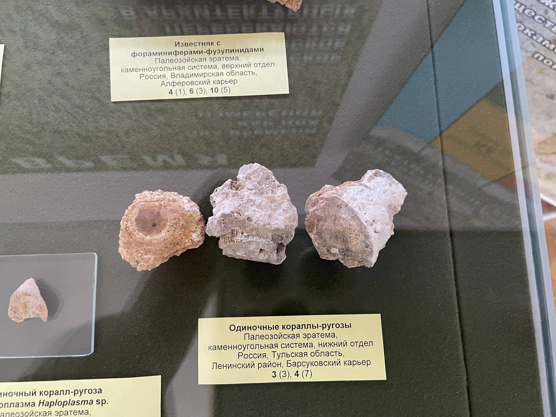 Фото: Тульская служба новостей