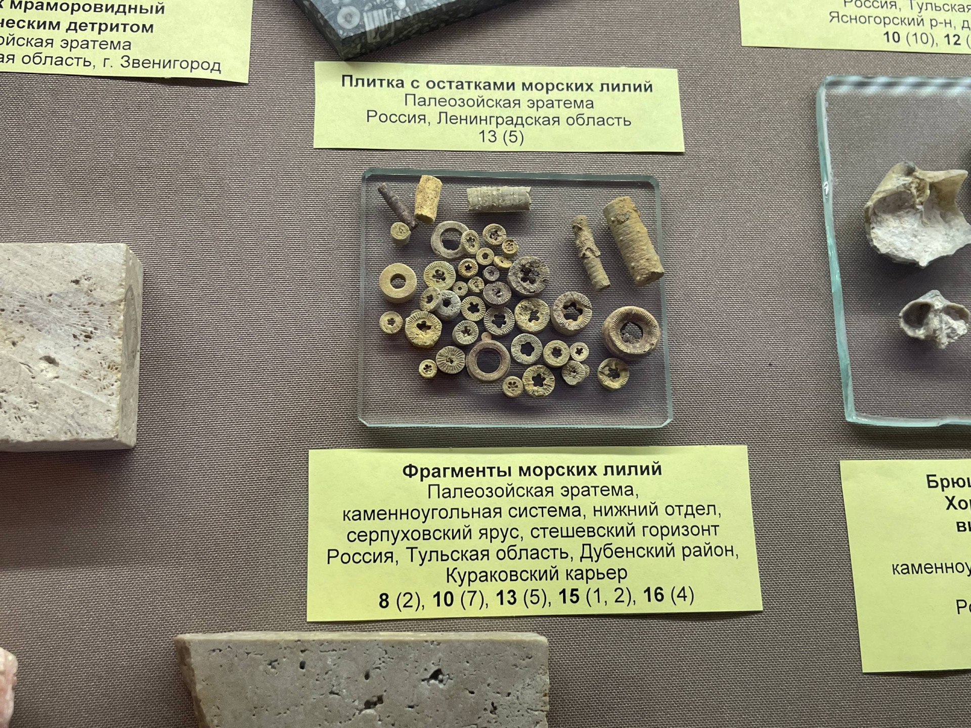 Фото: Тульская служба новостей