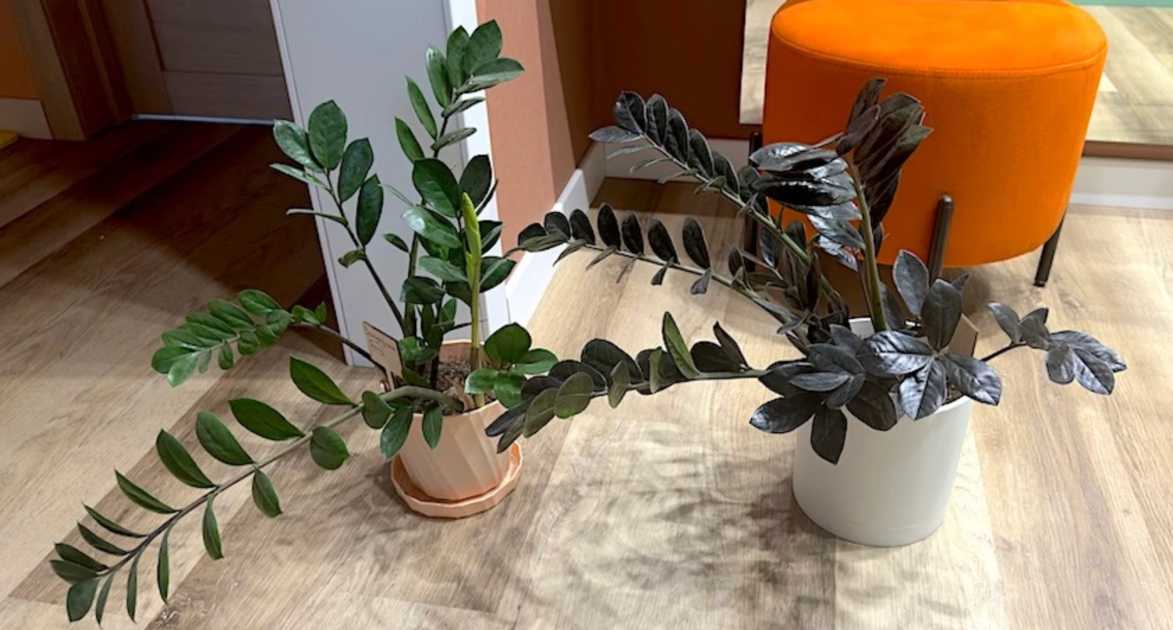 Замиокулькасы