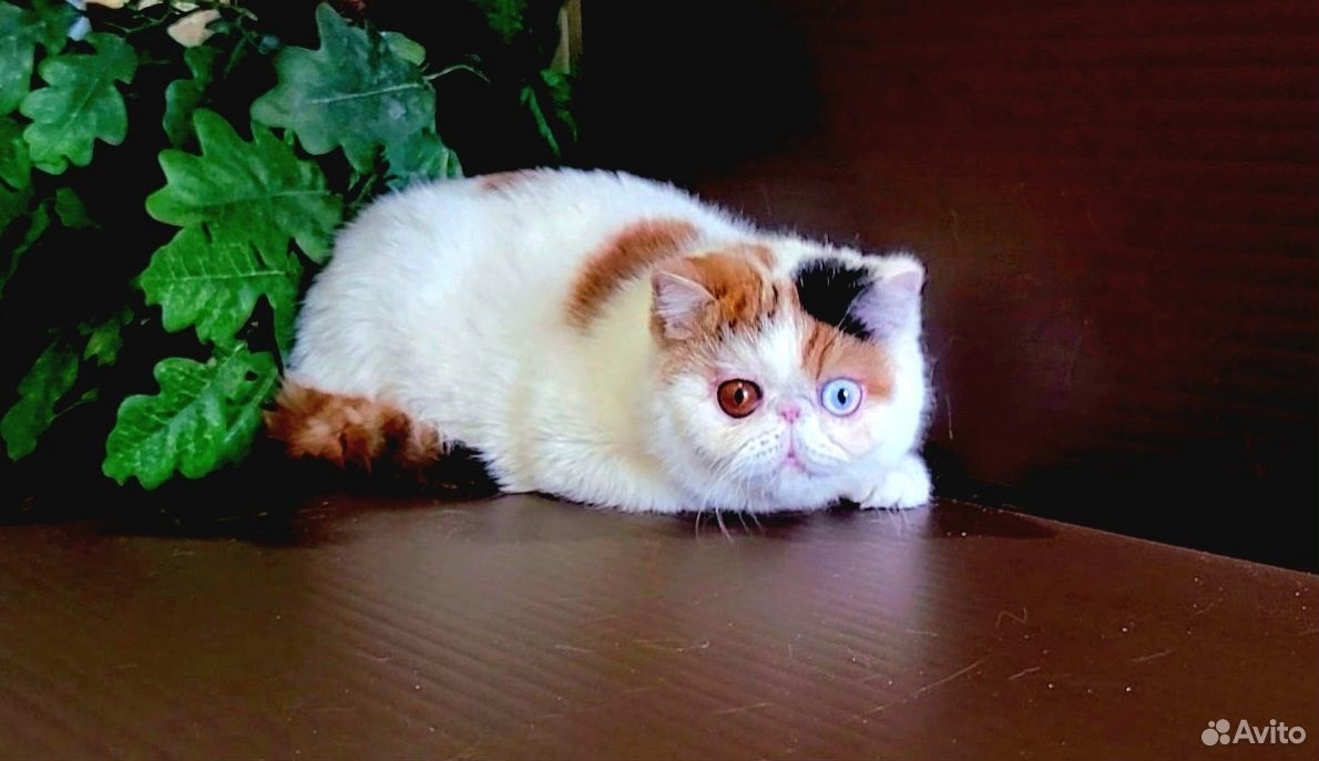 Фото: avito.ru