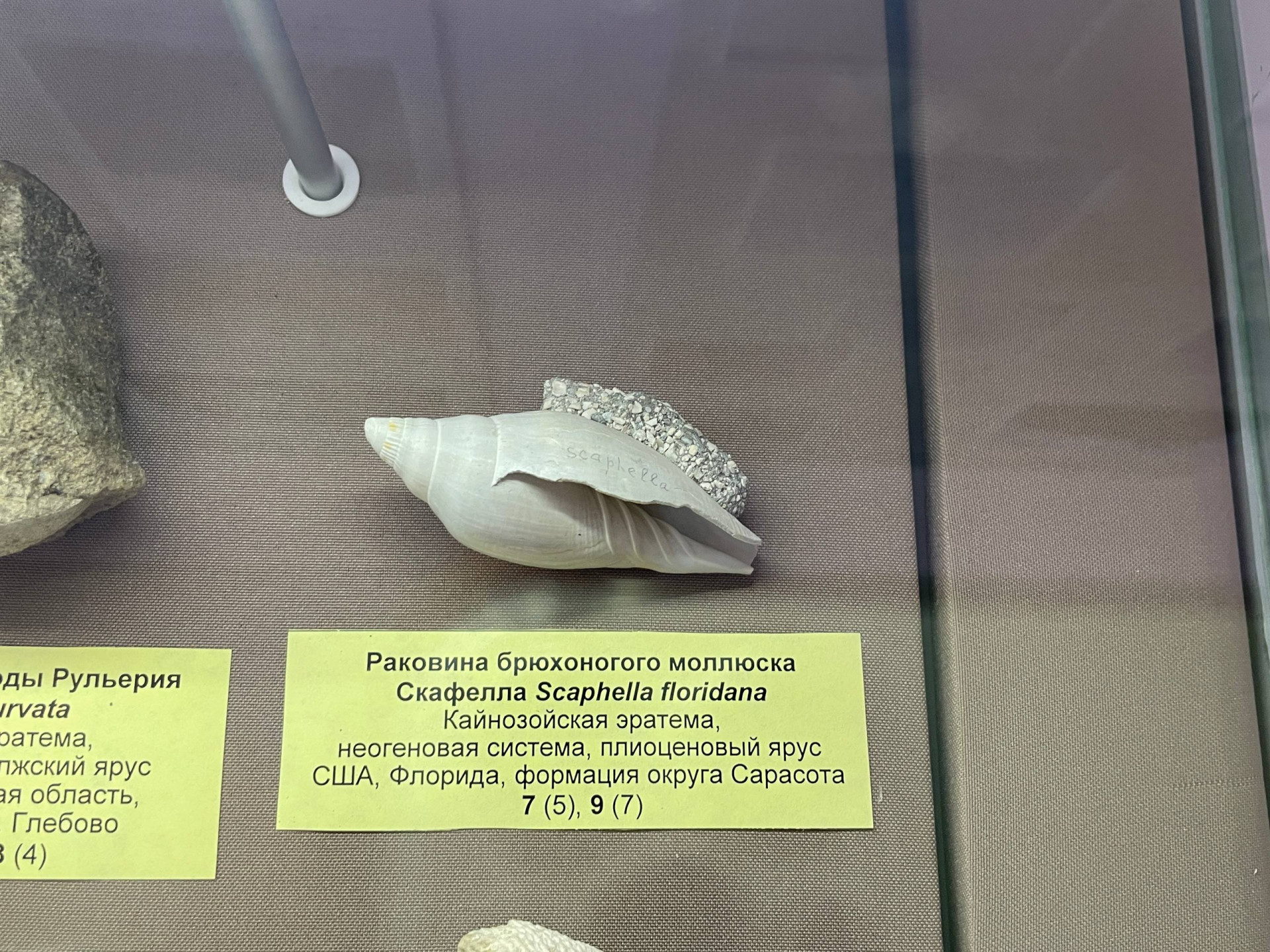 Фото: Тульская служба новостей