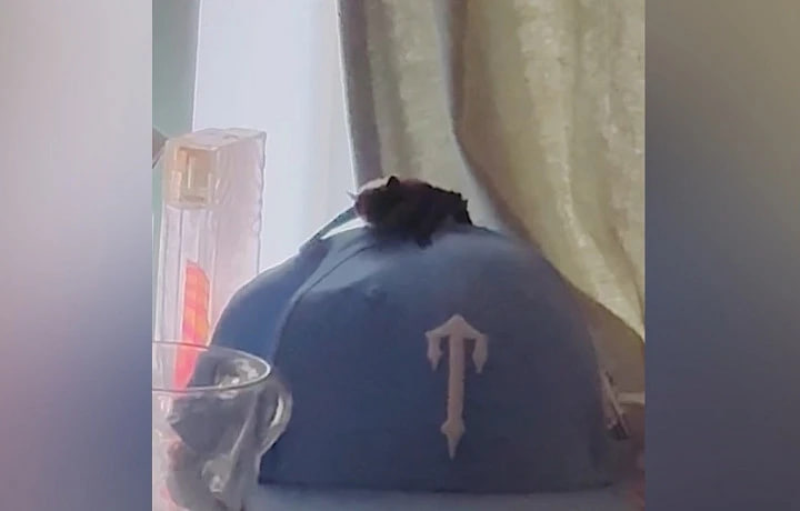 Тульская служба новостей