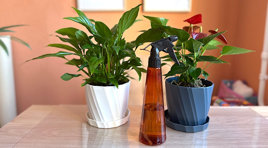  Спатифиллум и антуриум