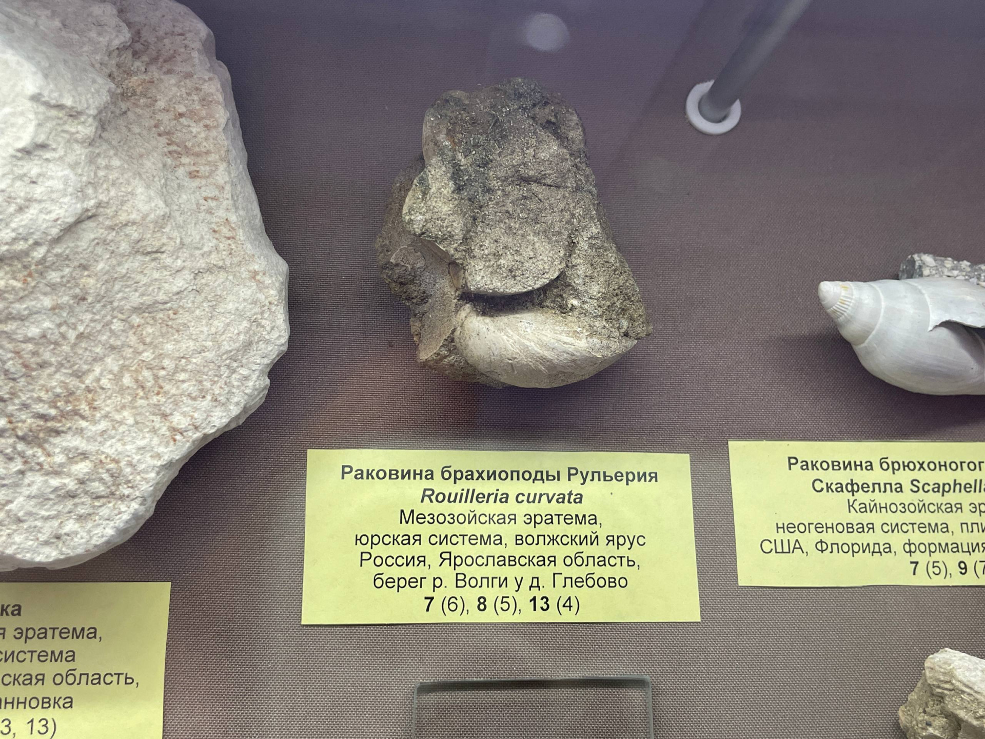 Фото: Тульская служба новостей