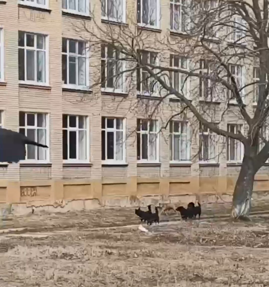 Фото: Telegram-канал «Тула с огоньком»