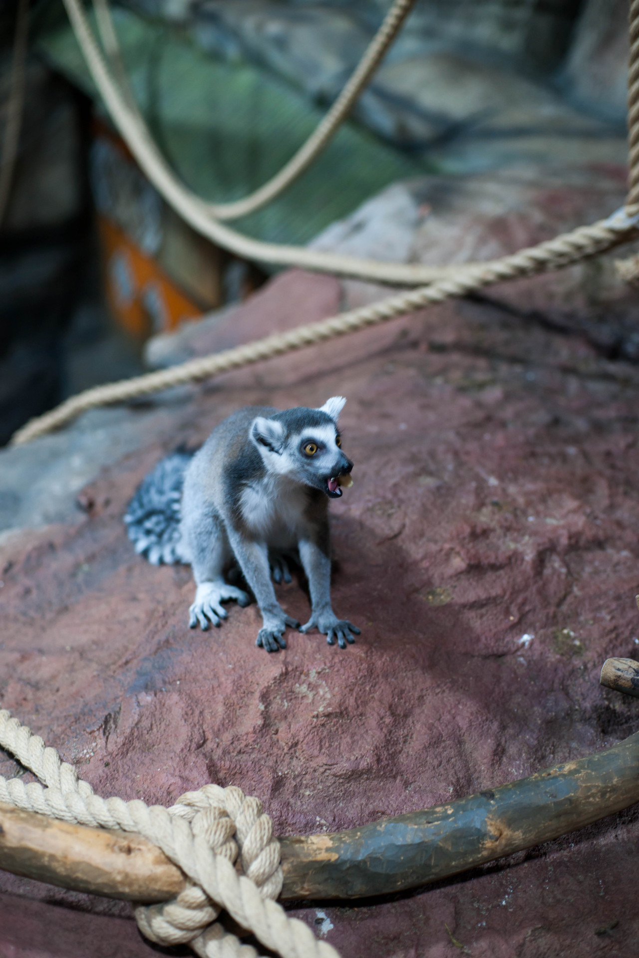 Кошачьи лемуры. Фото: Архив Тульского экзотариума, Татьяна Шаньшина