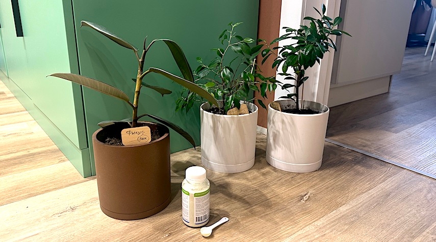 Группа фикусов