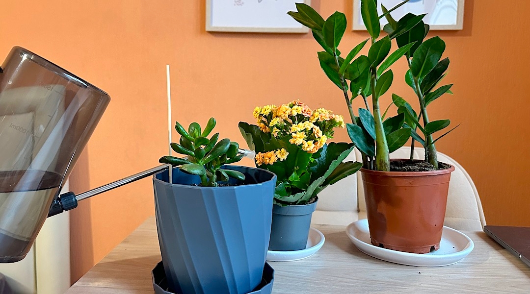 Полив толстянки, каланхоэ, замиокулькаса