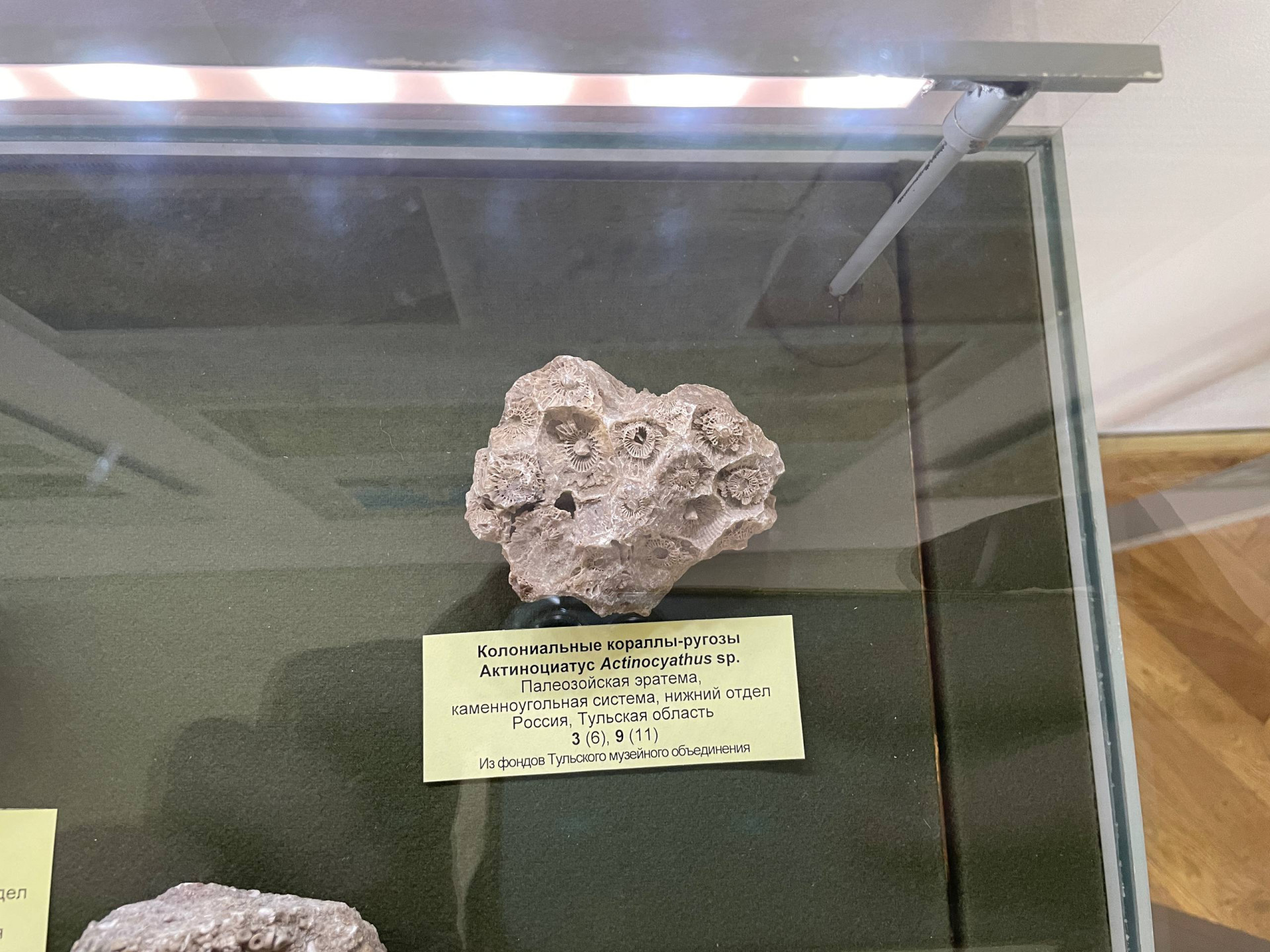 Фото: Тульская служба новостей