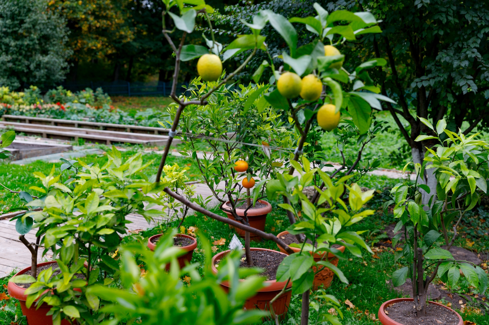 Фото: музей-усадьба «Ясная Поляна»