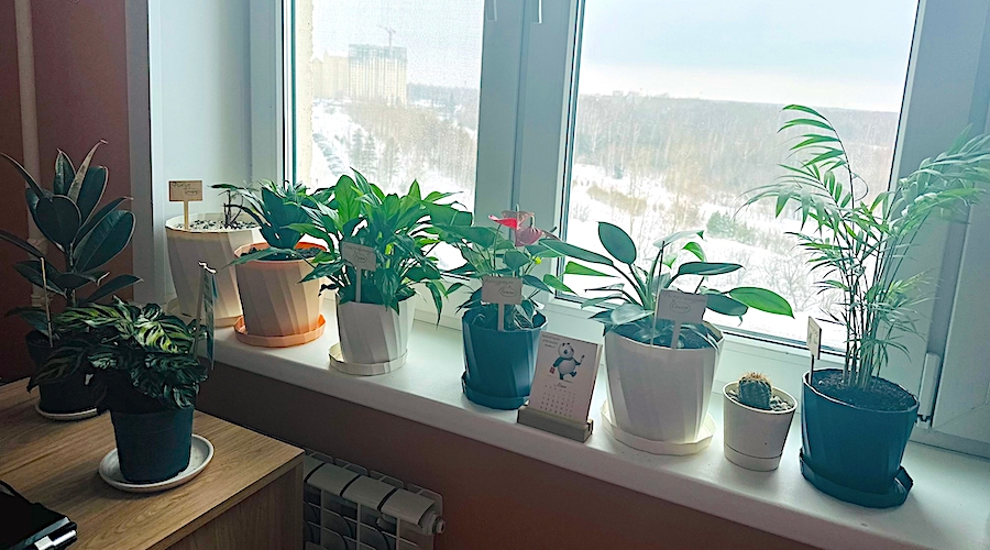 Группа растений