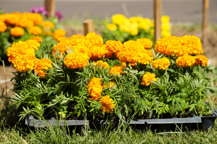 Фото: администрация Тулы