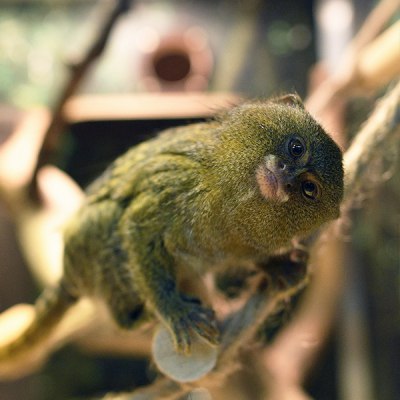 Карликовые игрунки. Фото: Алена Акимова, Михаил Веревченко