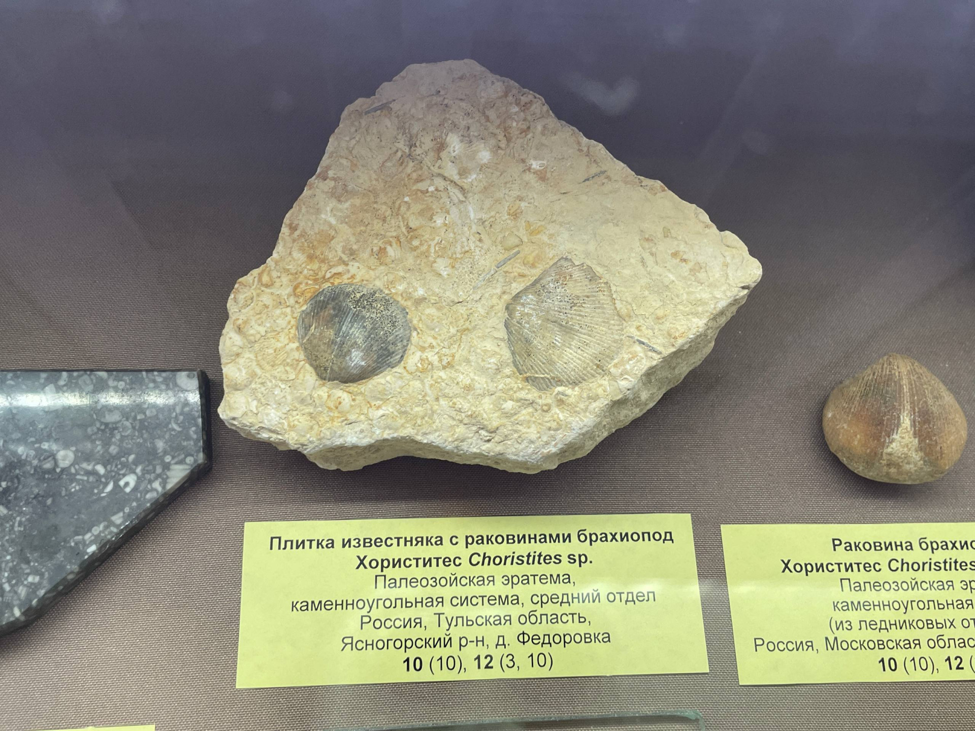 Фото: Тульская служба новостей