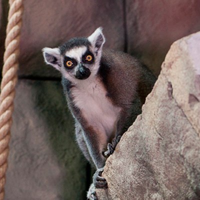 Кошачьи лемуры. Фото: Архив Тульского экзотариума, Татьяна Шаньшина