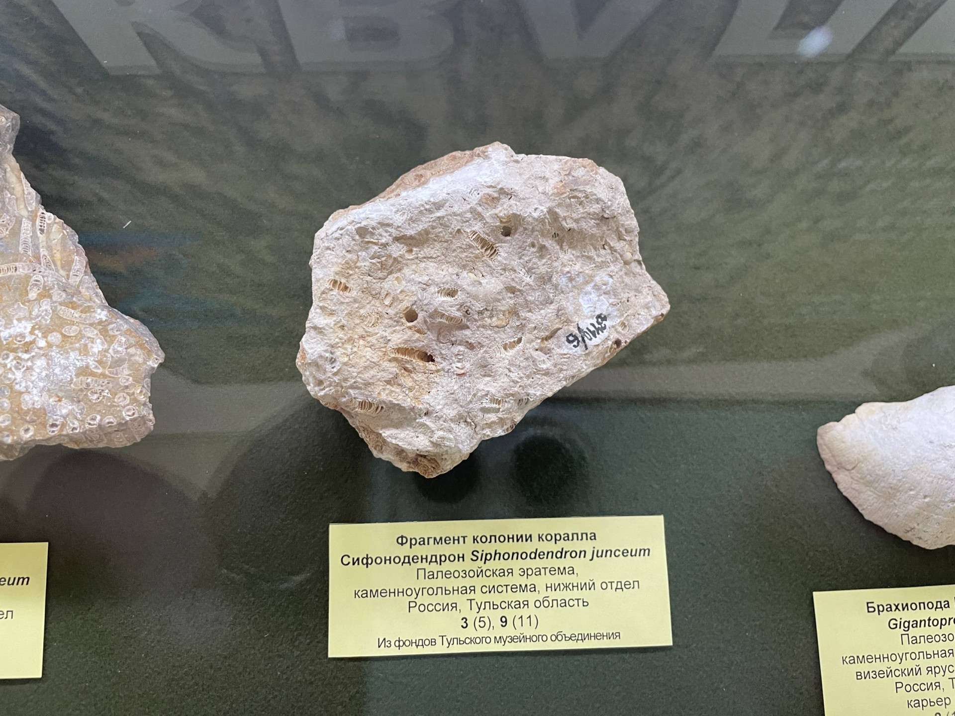 Фото: Тульская служба новостей