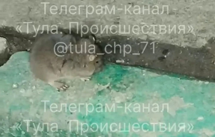 Telegram-канал «Тула. Происшествия»