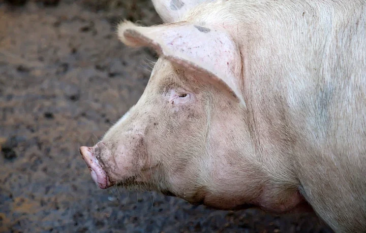 В Щекинском районе отменили карантин по африканской чуме свиней