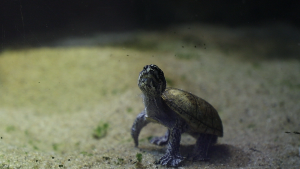 Черепахи могут вырастать до огромных размеров и жить целые десятилетия / Тульская служба новостей