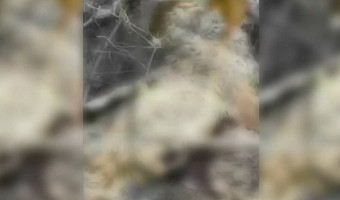Кабель под напряжением просто лежит на земле: под Тулой нашли «кладбище» животных, погибших от удара током