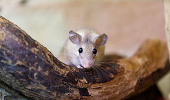«Ящерица? Нет, мышь и-гли-ста-я»: как ухаживать за этими зверьками в домашних условиях