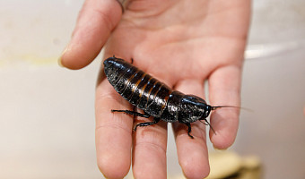 Шипящий, безобидный и 6 см в длину: стоит ли заводить дома мадагаскарских тараканов и как за ними ухаживать