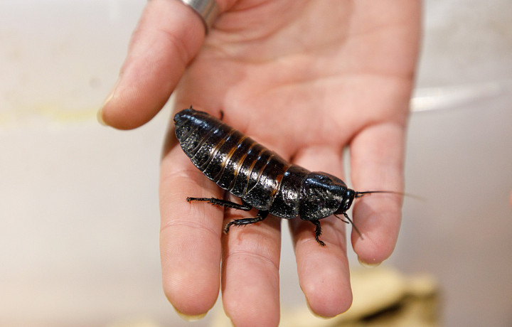 Шипящий, безобидный и 6 см в длину: стоит ли заводить дома мадагаскарских тараканов и как за ними ухаживать
