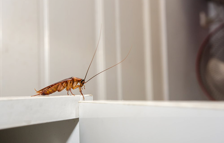 В Тульской области выросло количество жалоб на насекомых в подвалах и подъездах