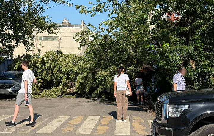 В Туле на улице Клары Цеткин на автомобиль упало дерево В Туле на улице Клары Цеткин на автомобиль упало дерево