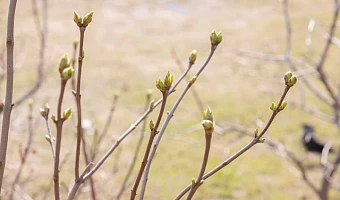 В Тульской области 1 апреля синоптики обещают +21 градус