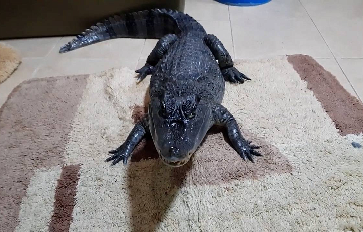 В Туле пропал крокодил Гоша: хозяин объявил поиски экзотического питомца