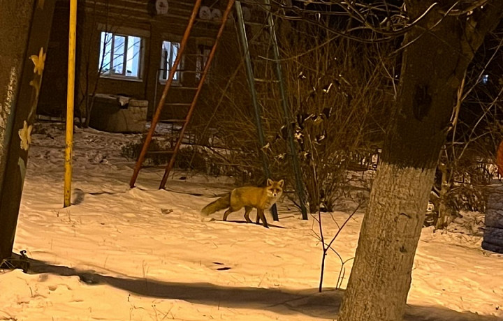 На детской площадке в Заокском районе заметили лису