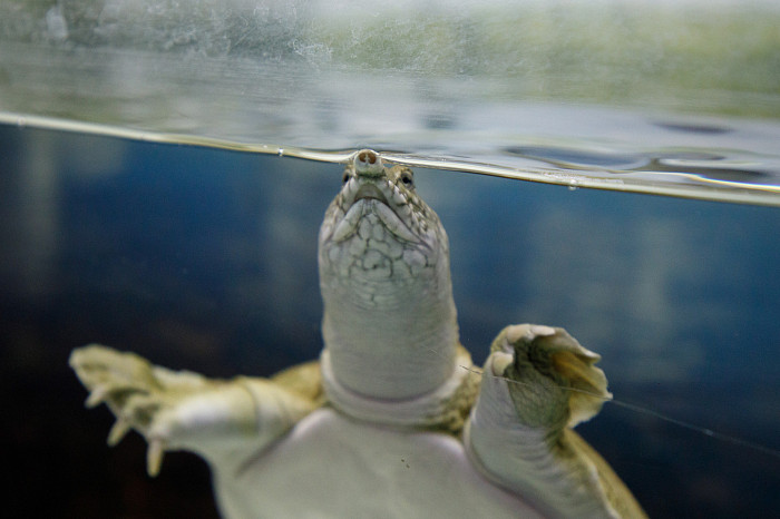Беззубые, скучные, но своенравные: пять милых (и не очень) фактов о черепахах